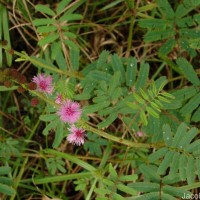 Mimosa diplotricha C.Wright